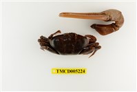 藏品(弧邊管招潮蟹)的圖片